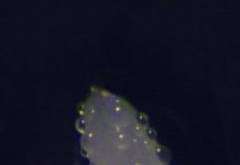 Research: Mother fruit flies use sex pheromones to veil eggs, preventing cannibalism —