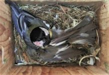 Research: For these birds, climate change spells a rise in fatal conflicts —