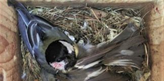 Research: For these birds, climate change spells a rise in fatal conflicts —
