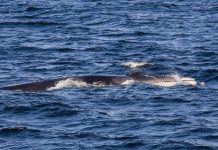 Research: Far-ranging fin whales find year-round residence in Gulf of California —