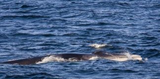 Research: Far-ranging fin whales find year-round residence in Gulf of California —