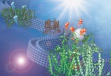 Research: Discovery adapts natural membrane to make hydrogen fuel from water —