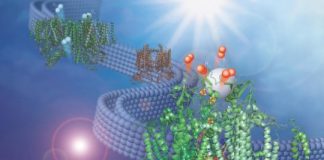 Research: Discovery adapts natural membrane to make hydrogen fuel from water —