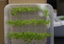 Research: Finding provides potential for increased disease resistance in crops —