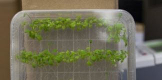 Research: Finding provides potential for increased disease resistance in crops —