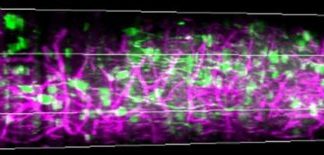 Study: Scope advance reveals first look through all cortical layers of awake brain — (Details)