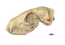 Research: Skull scans tell tale of how world’s first dogs caught their prey —