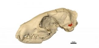 Research: Skull scans tell tale of how world’s first dogs caught their prey —