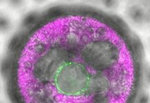 Research: The algae’s third eye —