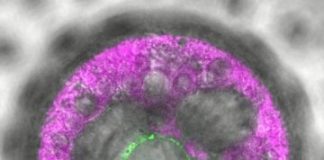 Research: The algae’s third eye —