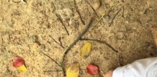 Study: Connection to nature lessens distress, hyperactivity and behavioral problems — (Details)