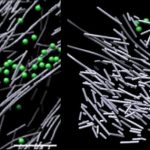 Study: Discovery could yield insights into cancer metastasis, wound healing, organ development and more cell-motility-related conditions — (Details)