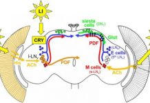 Research: Longer siesta on bright days —