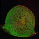 Study: Vital role in repair of damaged organs — (Details)