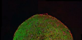 Study: Vital role in repair of damaged organs — (Details)