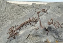 Research: Paleontologist analyses finds from the Dutch town of Winterswijk —