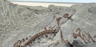 Research: Paleontologist analyses finds from the Dutch town of Winterswijk —