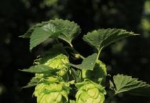 Research: What changes when the beer ages —