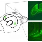 Study: Research suggests boosting meal memories could help manage overeating — (Details)