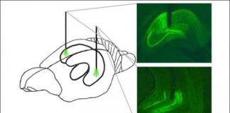 Study: Research suggests boosting meal memories could help manage overeating — (Details)