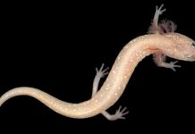 Research: Central Texas salamanders, including newly identified species, at risk of extinction —