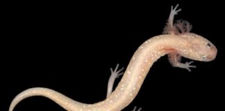 Research: Central Texas salamanders, including newly identified species, at risk of extinction —