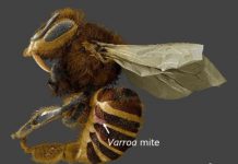 Research: Honey bee parasites, varroa mites, feed on fatty organs, not blood —