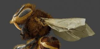 Research: Honey bee parasites, varroa mites, feed on fatty organs, not blood —