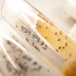 Study: Epigenetic change causes fruit fly babies to inherit diet-induced heart disease — (Details)