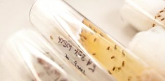 Study: Epigenetic change causes fruit fly babies to inherit diet-induced heart disease — (Details)