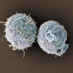 Study: Engineered T cells promote long-term organ transplant acceptance — (Details)