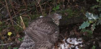 Research: Genomic study finds Haida Gwaii’s northern goshawks are highly distinct and at-risk —