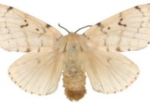 Research: Knowledge from gypsy moth genome could aid fight against deforestation, give insights into immunity —