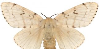 Research: Knowledge from gypsy moth genome could aid fight against deforestation, give insights into immunity —