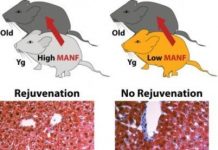 Research: MANF identified as a rejuvenating factor in parabiosis —