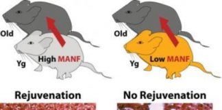 Research: MANF identified as a rejuvenating factor in parabiosis —