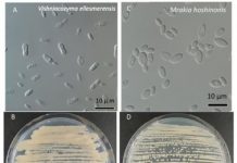 Research: Scientists identify two new species of fungi in retreating Arctic glacier —