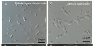 Research: Scientists identify two new species of fungi in retreating Arctic glacier —