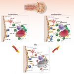 Study: Scientists have identified a bone marrow backup system — (Details)