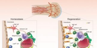 Study: Scientists have identified a bone marrow backup system — (Details)