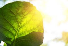 Research: More efficient solar cells imitate photosynthesis —