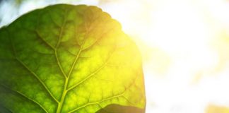 Research: More efficient solar cells imitate photosynthesis —