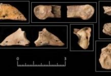 Research: 11,500-year-old animal bones in Jordan suggest early dogs helped humans hunt —
