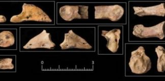 Research: 11,500-year-old animal bones in Jordan suggest early dogs helped humans hunt —