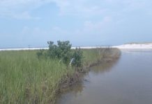 Research: Black mangroves’ impact on the salt marsh food web —