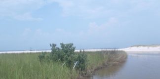 Research: Black mangroves’ impact on the salt marsh food web —