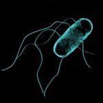 Study: Gene expression study sheds new light on African Salmonella — (Details)