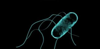 Study: Gene expression study sheds new light on African Salmonella — (Details)