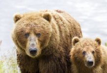 Research: ‘Outdated’ management plan increases risks to Alaska’s large carnivores —