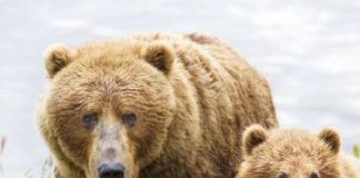 Research: ‘Outdated’ management plan increases risks to Alaska’s large carnivores —